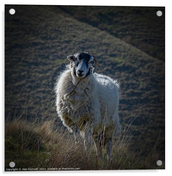 The Curious Sheep Acrylic by Alan Dunnett