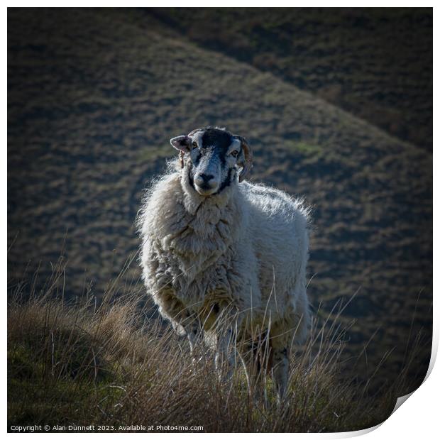 The Curious Sheep Print by Alan Dunnett
