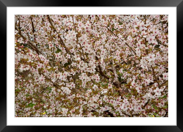 Cherry Blossom Patterns Framed Mounted Print by Simon Johnson