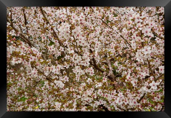 Cherry Blossom Patterns Framed Print by Simon Johnson