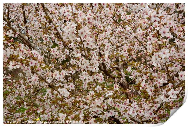 Cherry Blossom Patterns Print by Simon Johnson
