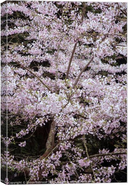 wind blown blossom Canvas Print by Simon Johnson