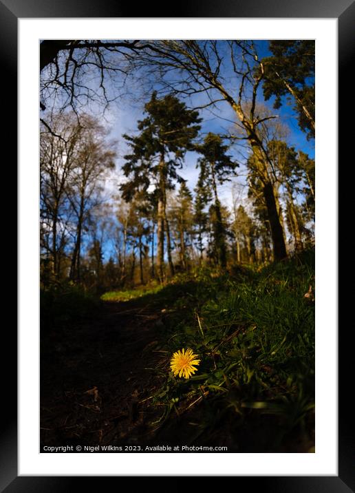 Dandelion in the Woods Framed Mounted Print by Nigel Wilkins