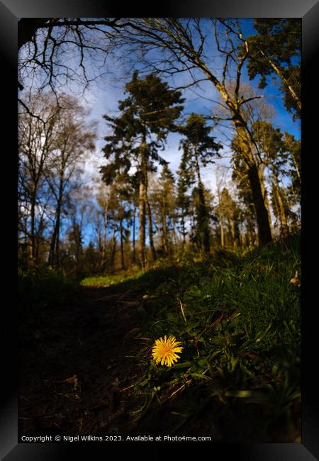 Dandelion in the Woods Framed Print by Nigel Wilkins