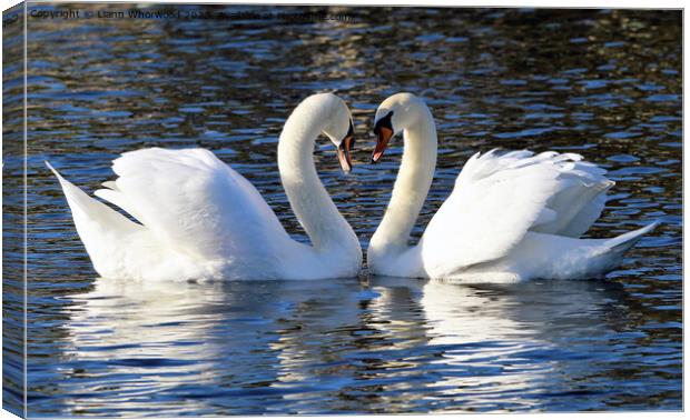 Pair of Swans Canvas Print by Liann Whorwood