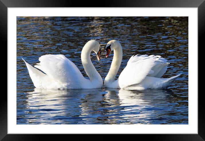 Pair of Swans Framed Mounted Print by Liann Whorwood