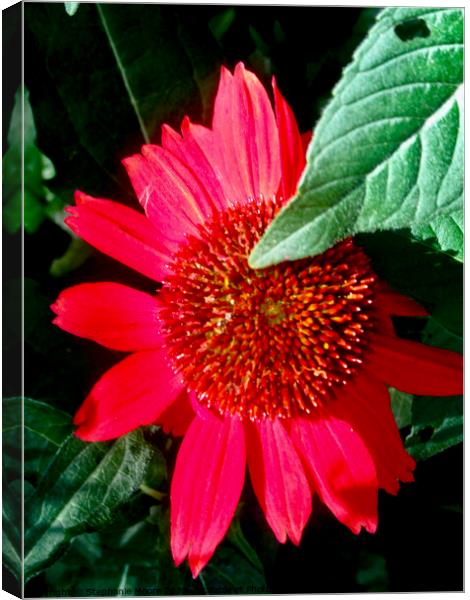 Shy red daisy Canvas Print by Stephanie Moore