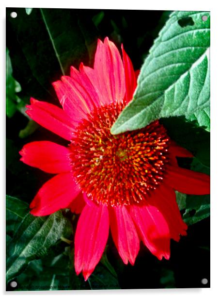 Shy red daisy Acrylic by Stephanie Moore