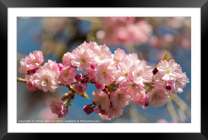  Sunlit Spring Cherry Blossom Framed Mounted Print by Simon Johnson