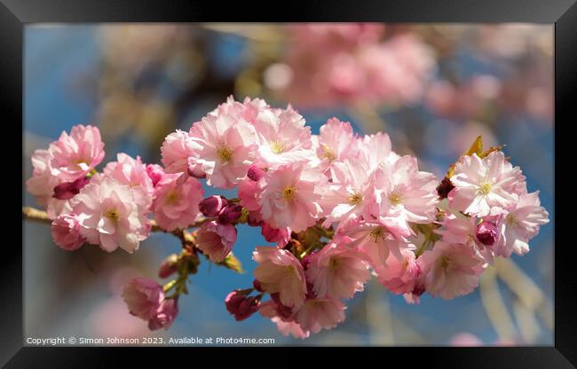 Sunlit Spring Cherry Blossom Framed Print by Simon Johnson