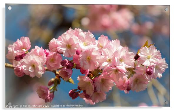  Sunlit Spring Cherry Blossom Acrylic by Simon Johnson