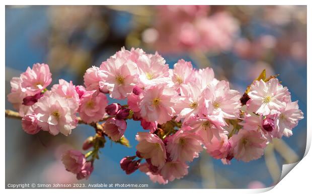  Sunlit Spring Cherry Blossom Print by Simon Johnson