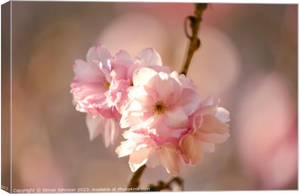 sunlit Cherry blossom  Canvas Print by Simon Johnson