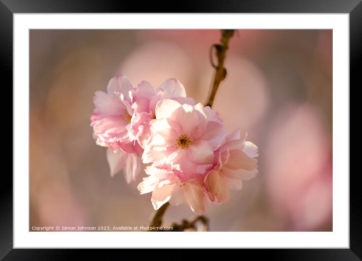 sunlit Cherry blossom  Framed Mounted Print by Simon Johnson