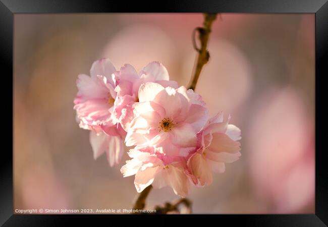 sunlit Cherry blossom  Framed Print by Simon Johnson