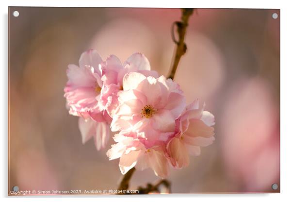 sunlit Cherry blossom  Acrylic by Simon Johnson