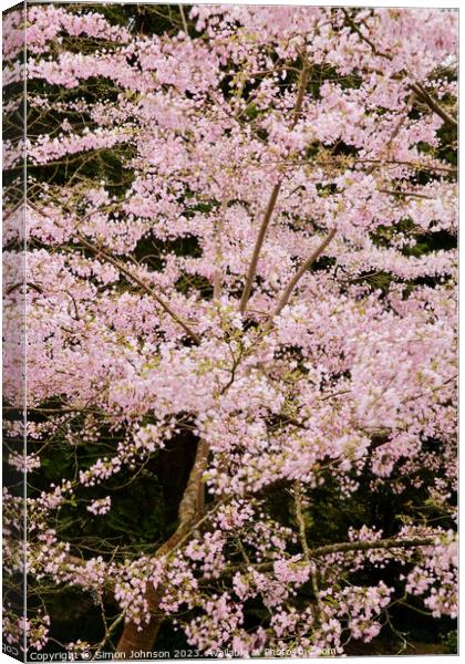 wind blown blosso Canvas Print by Simon Johnson
