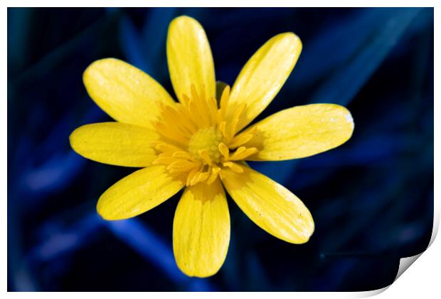 Buttercup Print by Glen Allen