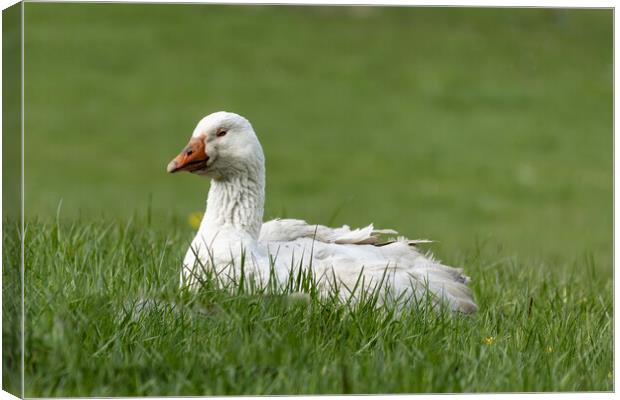 Chilling Goose Canvas Print by Glen Allen