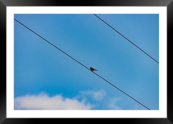 Bird on a Wire Framed Mounted Print by Glen Allen