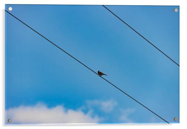 Bird on a Wire Acrylic by Glen Allen