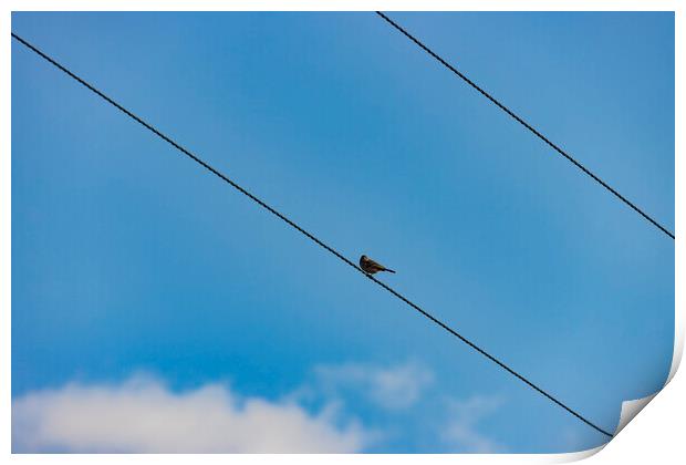 Bird on a Wire Print by Glen Allen