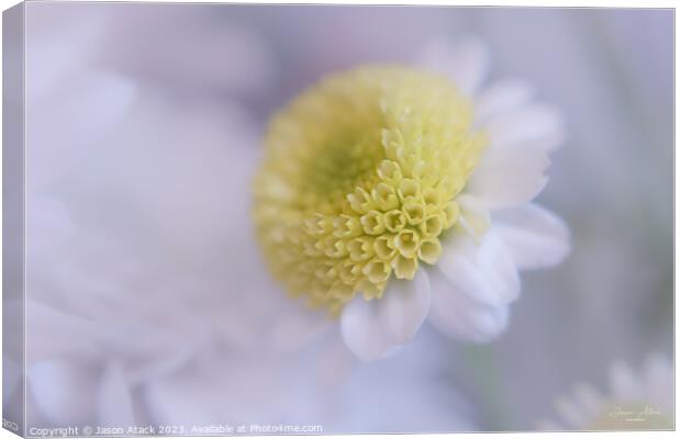 Plant flower Canvas Print by Jason Atack