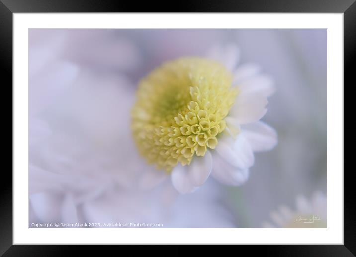Plant flower Framed Mounted Print by Jason Atack