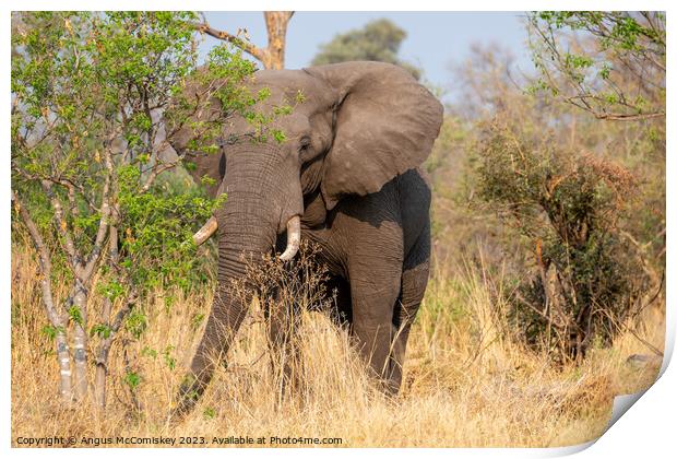 Mature bull elephant in grassland, Botswana Print by Angus McComiskey