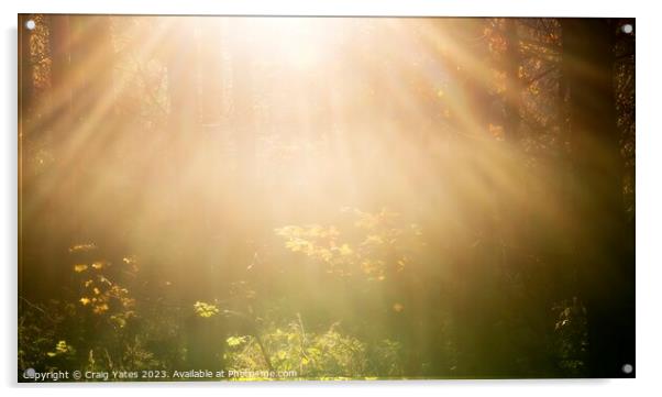 Woodland Sunlight Acrylic by Craig Yates