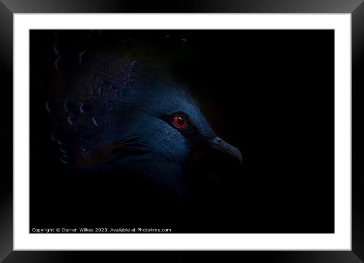 Crowned Pigeon - Left Side Framed Mounted Print by Darren Wilkes