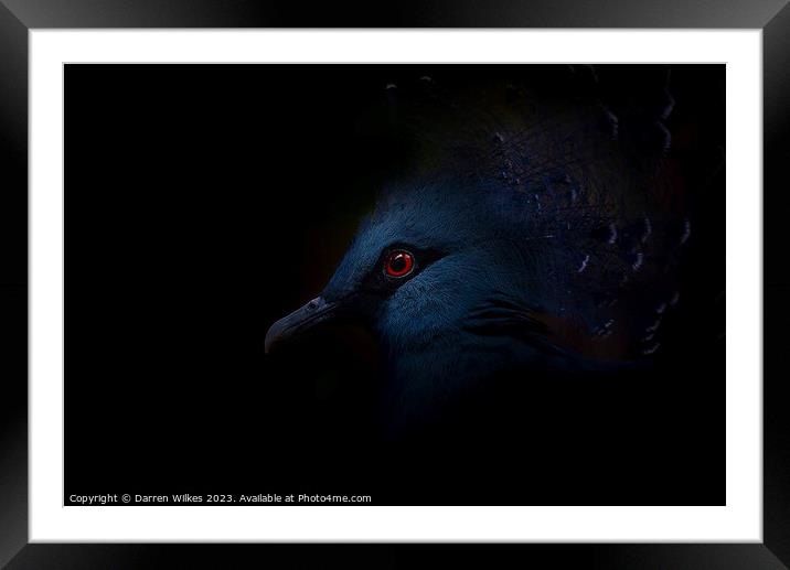 Crowned Pigeon - Right Side Framed Mounted Print by Darren Wilkes
