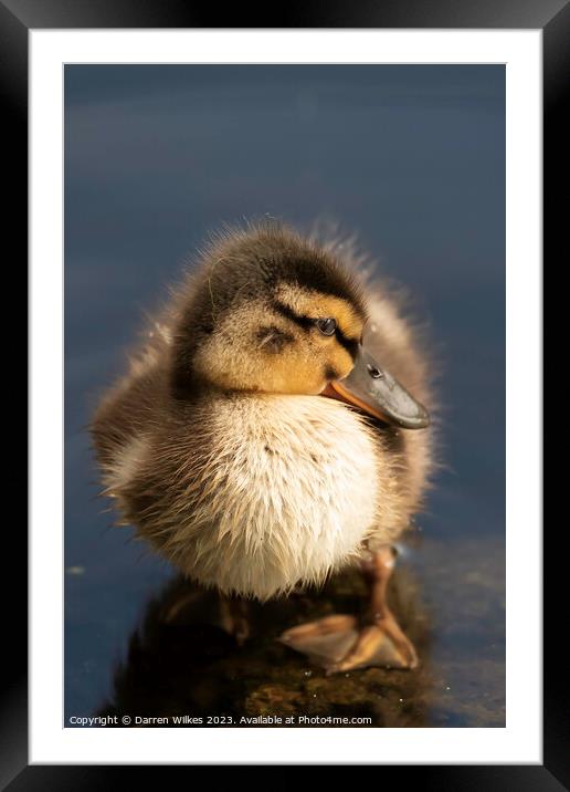 Adorable Mallard Duckling Framed Mounted Print by Darren Wilkes