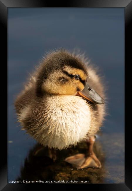 Adorable Mallard Duckling Framed Print by Darren Wilkes