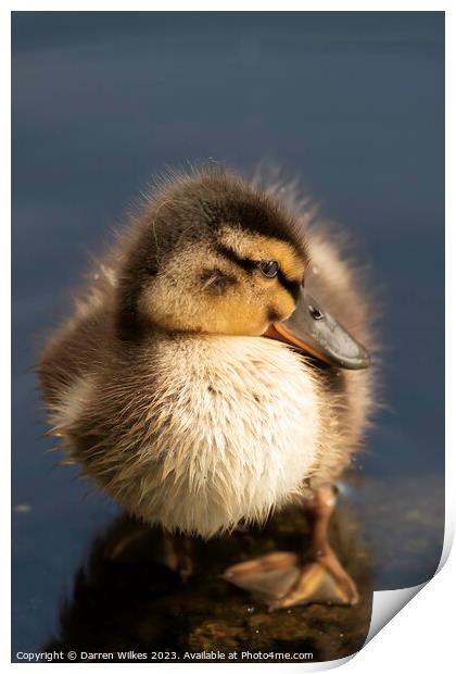 Adorable Mallard Duckling Print by Darren Wilkes