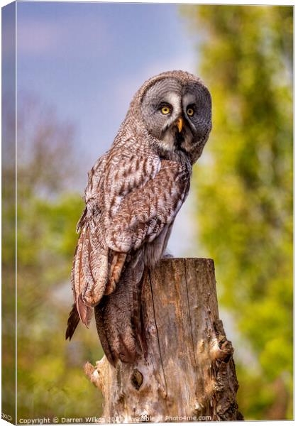 Majestic Great Grey Owl Canvas Print by Darren Wilkes
