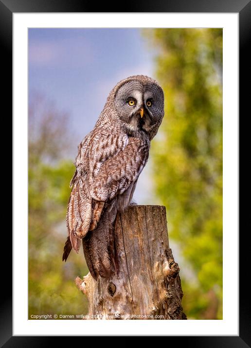 Majestic Great Grey Owl Framed Mounted Print by Darren Wilkes