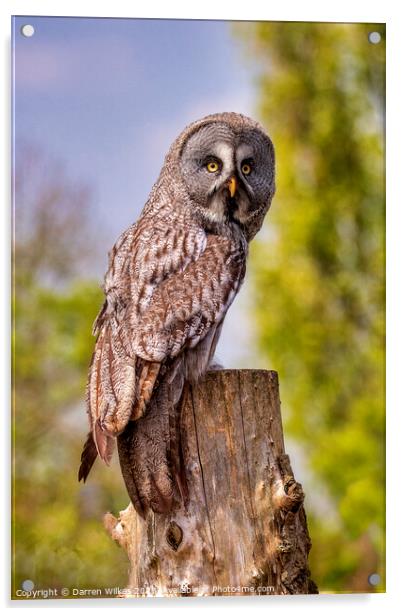 Majestic Great Grey Owl Acrylic by Darren Wilkes