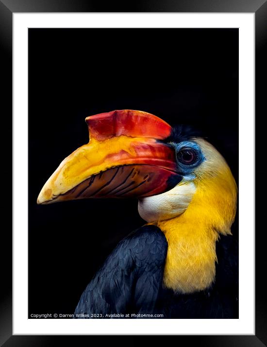 Majestic Wrinkled Hornbill Framed Mounted Print by Darren Wilkes