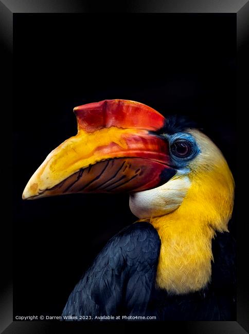 Majestic Wrinkled Hornbill Framed Print by Darren Wilkes