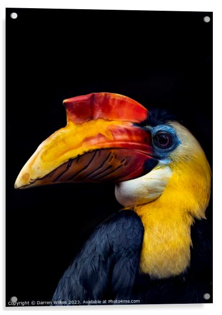 Majestic Wrinkled Hornbill Acrylic by Darren Wilkes