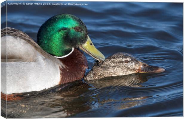 Close up Mallard ducks mating Canvas Print by Kevin White