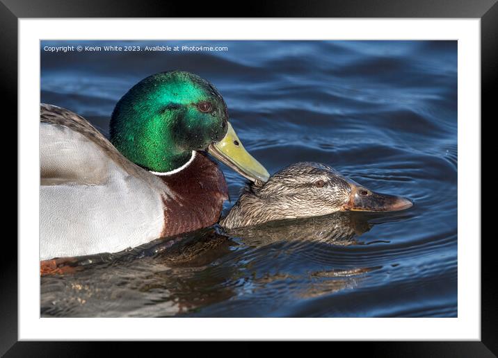 Close up Mallard ducks mating Framed Mounted Print by Kevin White