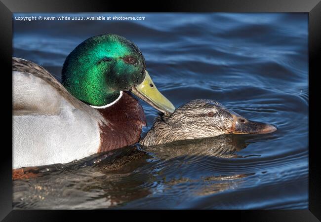 Close up Mallard ducks mating Framed Print by Kevin White