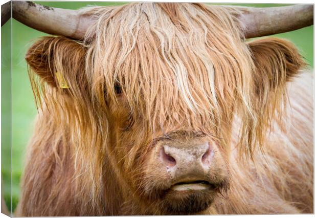 Portrait of Maisie, The Highland Cow, Isle of Mull Canvas Print by Fraser Duff