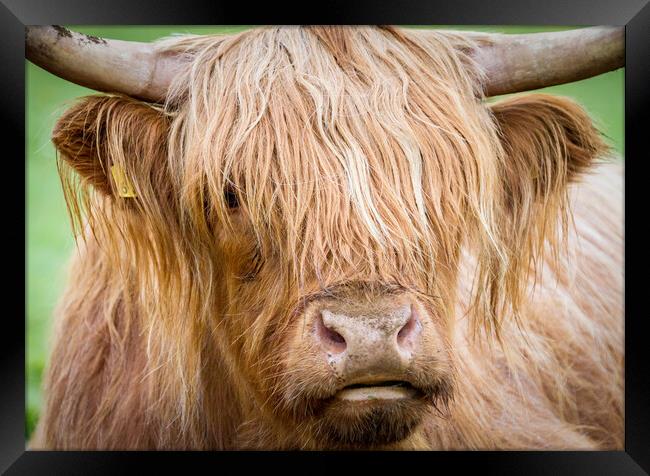 Portrait of Maisie, The Highland Cow, Isle of Mull Framed Print by Fraser Duff