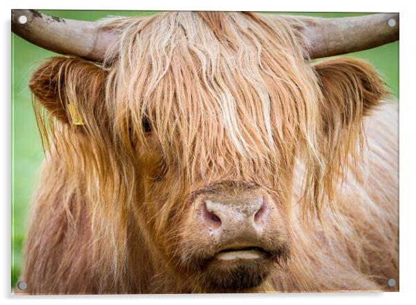 Portrait of Maisie, The Highland Cow, Isle of Mull Acrylic by Fraser Duff