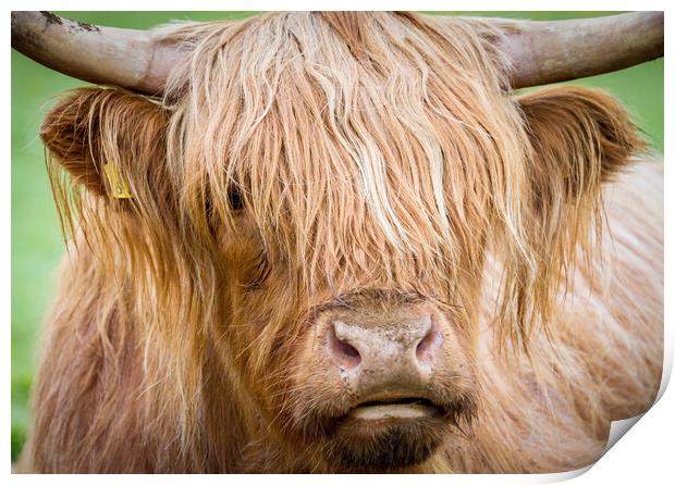 Portrait of Maisie, The Highland Cow, Isle of Mull Print by Fraser Duff
