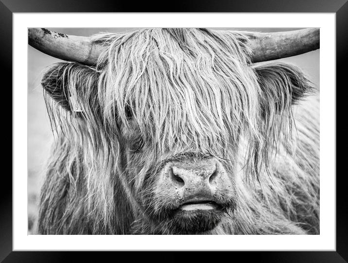 Black and White Highland Cow, Mull, Scotland Framed Mounted Print by Fraser Duff