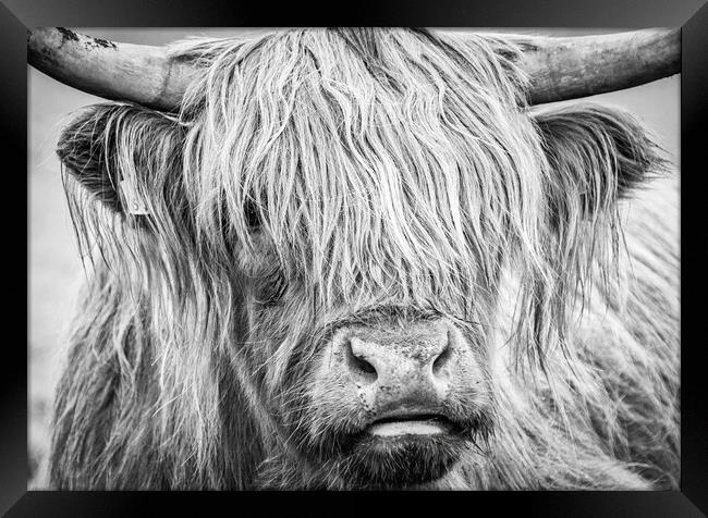 Black and White Highland Cow, Mull, Scotland Framed Print by Fraser Duff
